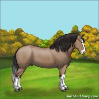 Horse Color:Bay Dun Splash