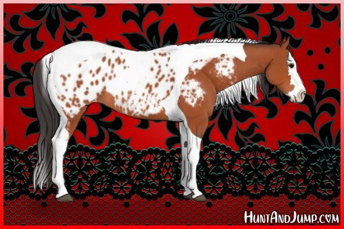 Horse Color:Bay Sabino Splash Tobiano Near Leopard