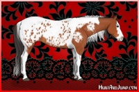 Horse Color:Bay Sabino Splash Tobiano Appaloosa 