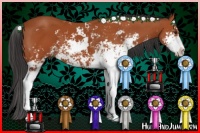 Horse Color:Bay Sabino 