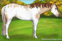 Horse Color:Gray Gold Champagne Roan Dun Splash Frame Appaloosa Rabicano 