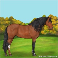 Horse Color:Bay 