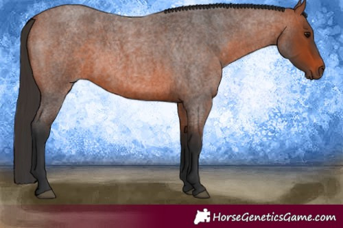 Horse Color:Bay Roan
