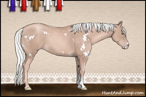 Horse Color:White Spotted Gold Champagne Tobiano 