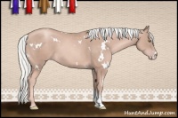 Horse Color:White Spotted Gold Champagne Tobiano 