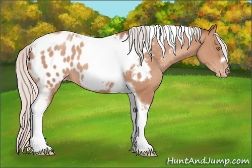 Horse Color:Silver Sable Champagne Tobiano Frame Appaloosa 