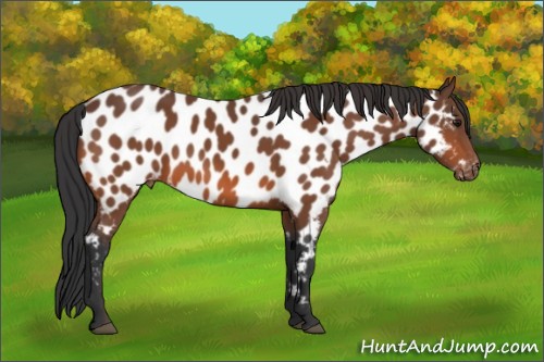 Horse Color:Bay Near Leopard