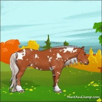 Horse Color:White Spotted Silver Brown
