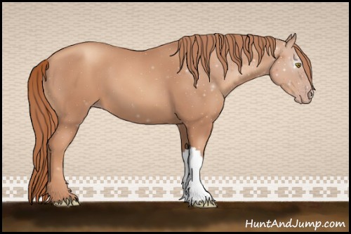 Horse Color:Gold Champagne 