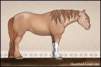 Horse Color:Gold Champagne 