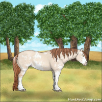 Horse Color:Gold Champagne Dun Sabino 