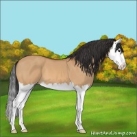 Horse Color:Bay Dun Splash 