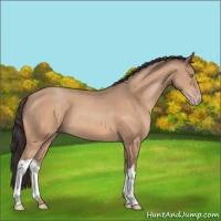 Horse Color:Amber Champagne 