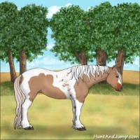 Horse Color:Silver Bay Dun Tobiano 