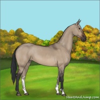 Horse Color:Brown Dun 