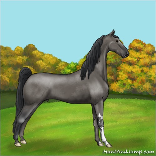 Horse Color:Grullo 