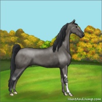 Horse Color:Grullo
