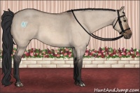 Horse Color:Bay Roan Dun 