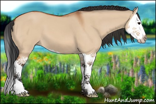 Horse Color:Bay Dun Splash 