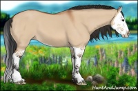 Horse Color:Bay Dun Splash 