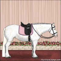 Horse Color:Palomino Near Leopard and Palomino Dun Near Leopard