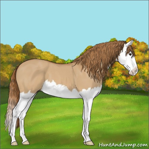 Horse Color:Red Dun Splash