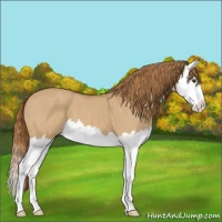 Horse Color:Red Dun Splash