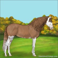 Horse Color:Chestnut Splash 