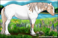 Horse Color:Gold Champagne Appaloosa  and Gold Champagne Appaloosa 