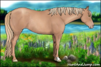 Horse Color:Gold Champagne Rabicano