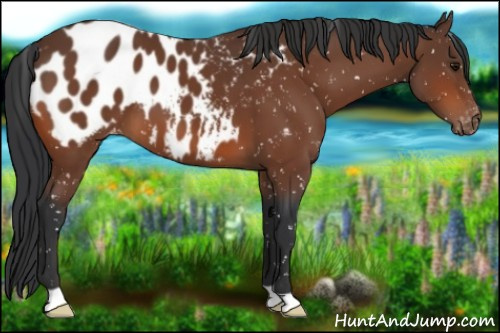 Horse Color:Bay Appaloosa 
