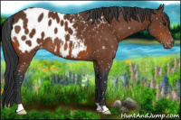 Horse Color:Bay Appaloosa