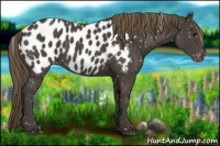 Horse Color:Smoky Black Appaloosa 