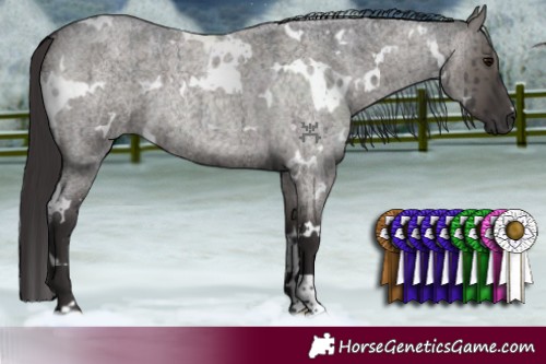 Horse Color:White Spotted Smoky Grullo Roan Brindle 