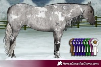 Horse Color:White Spotted Smoky Grullo Roan Brindle 