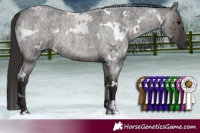 Horse Color:White Spotted Smoky Grullo Roan Brindle