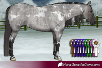 Horse Color:White Spotted Smoky Grullo Roan Brindle 