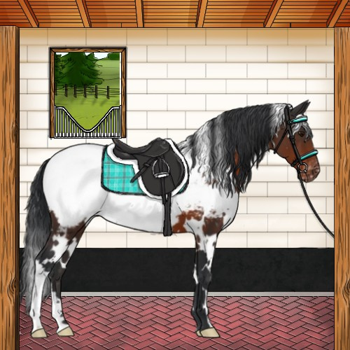 Horse Color:White Spotted Brown Appaloosa 