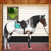 Horse Color:White Spotted Brown Appaloosa 