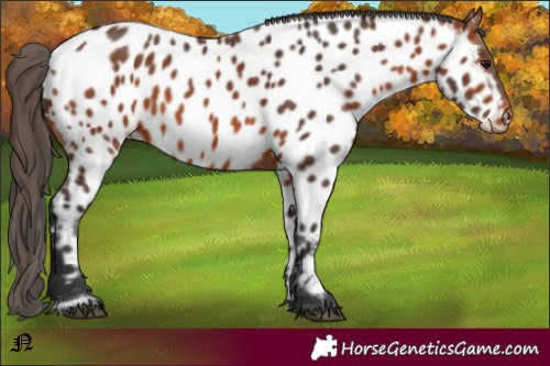 Horse Color:Bay Appaloosa