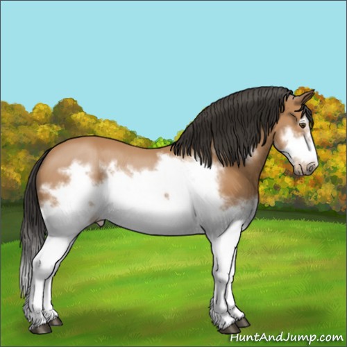 Horse Color:Bay Splash Frame