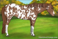 Horse Color:Chestnut Appaloosa 