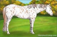 Horse Color:Gold Champagne Leopard  and Gold Champagne Leopard Rabicano 
