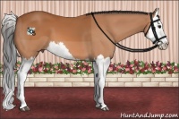 Horse Color:Bay Splash 