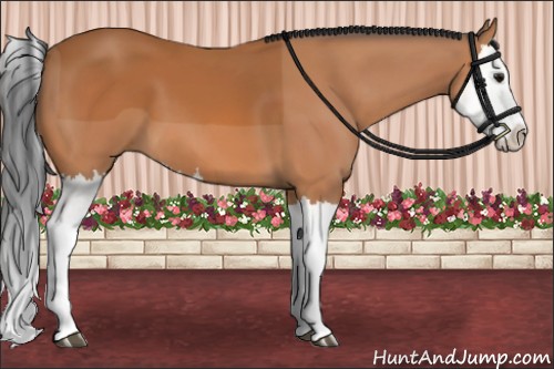 Horse Color:Bay Splash 