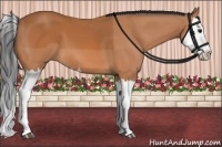 Horse Color:Bay Splash 