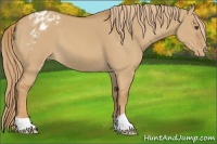 Horse Color:Red Dun Appaloosa 