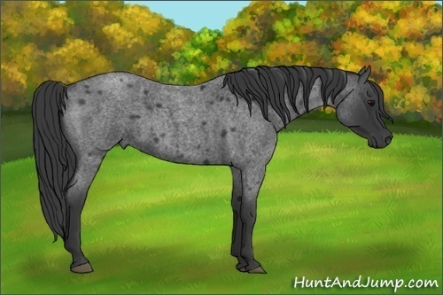 Horse Color:Blue Roan 