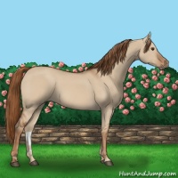 Horse Color:Red Dun 