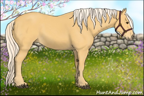 Horse Color:Palomino